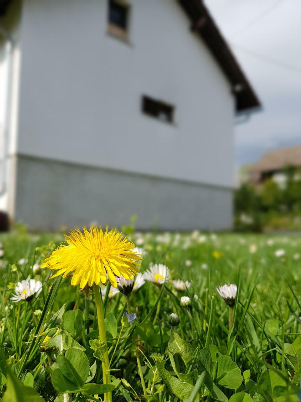 Apartman Mauro Rakovica Buitenkant foto
