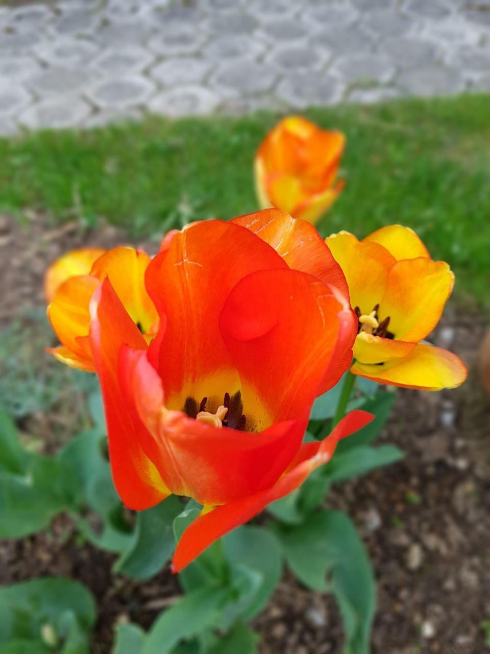 Apartman Mauro Rakovica Buitenkant foto